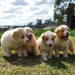 Stunning Border Collies Pups