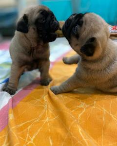 Pug Puppies For Sale Ready To Go Now