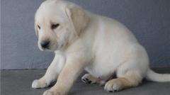 Registered Labrador Retriever Puppies Available