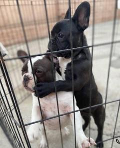 Male And Female French Bulldog Puppies For Adopt