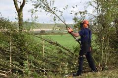 Quality Tree Pruning Services In Aberdeen  Sg Tr