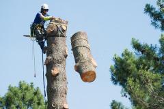 Expert Tree Removal Services From Sg Tree Servic