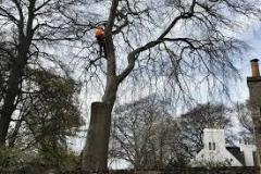 Expert Tree Removal Services - Sg Tree Services