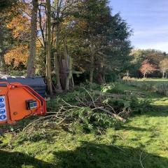 Expert Tree Removal Services  Sg Tree Services