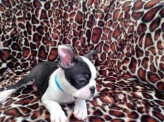 Very Healthy And Cute Boston Terrier Puppies.wha