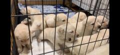 Charming Labrador Retrievers Puppies