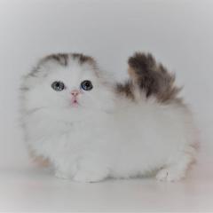 Amazing Munchkin Kittens For Sale