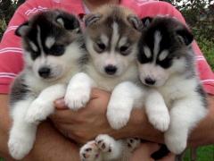 Blue Eyed Siberian Husky Puppies For Sale