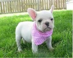 Adorable French Bulldogs For Adoption