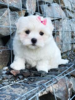 One Beautiful Female Maltese Puppies