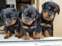 Beautiful Chunky Rottweiler Puppies