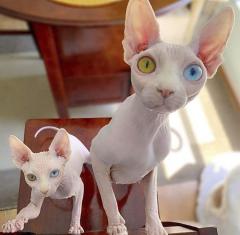 Sphynx And Bengal  Kittens Available For Adoptio