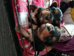 Adorable Yorkshire Terrier Puppies