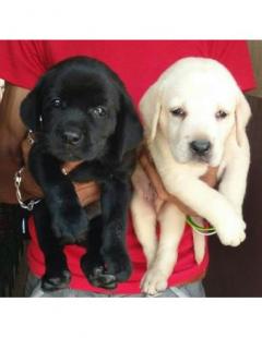 Beautiful Labrador Puppies For Sale