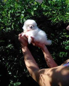 Beautiful Pomeranian Puppies For Good Home