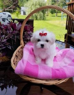 Beautiful Maltese Puppies For Good Home