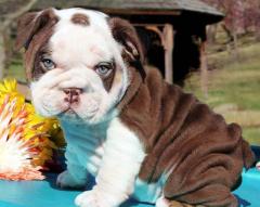 Gorgeous English Bulldog Puppies Available
