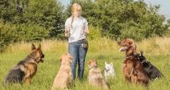 Dog Training At Your Home