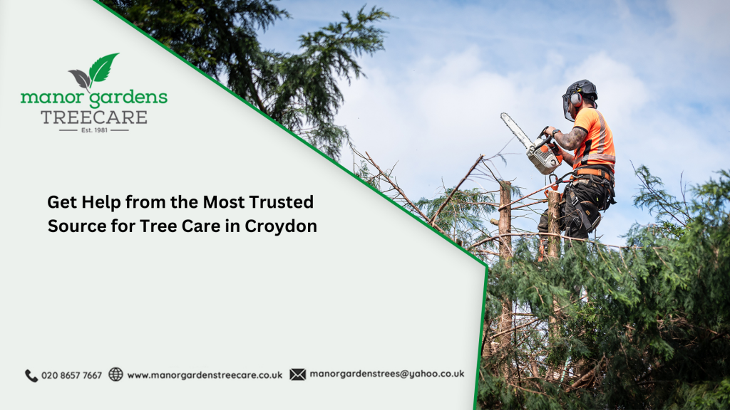 Get Help from the Most Trusted Source for Tree Care in Croydon 2 Image