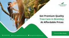 Get Premium Quality Tree Care In Bromley At Affo