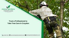 Trust A Professional To Take Tree Care In Croydo