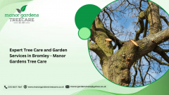 Expert Tree Care And Garden Services In Bromley 