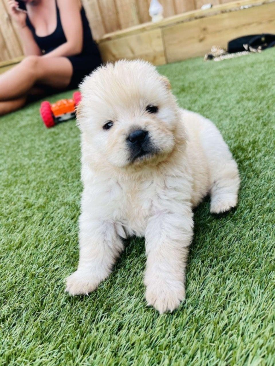 Beautiful Chow Chow puppies 4 Image