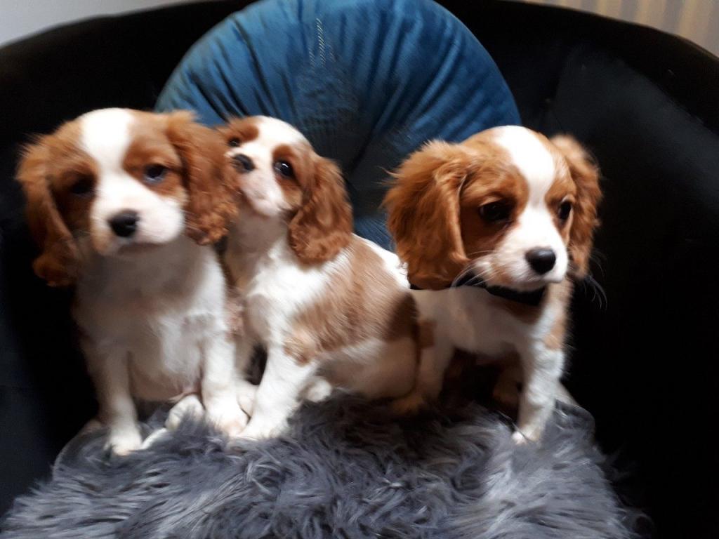 Cavalier King Charles puppies 3 Image