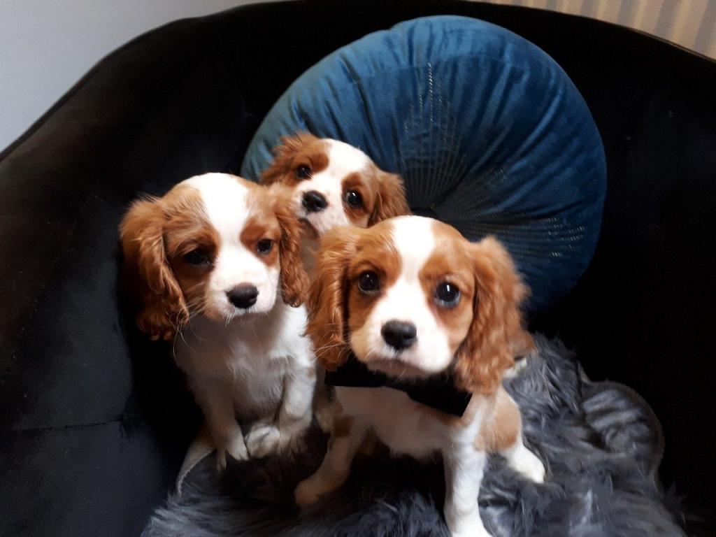Cavalier King Charles puppies 4 Image