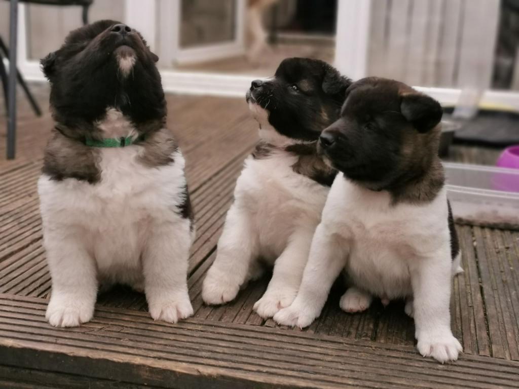 Stunning Akita puppies 3 Image