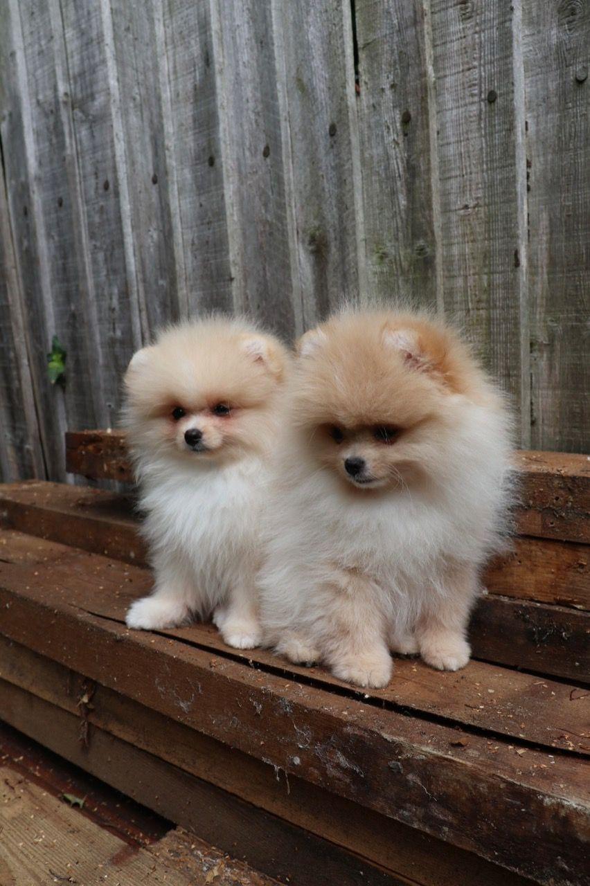 Cute Pomeranian Puppies 3 Image