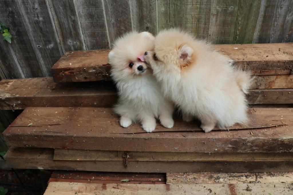 Cute Pomeranian Puppies 4 Image
