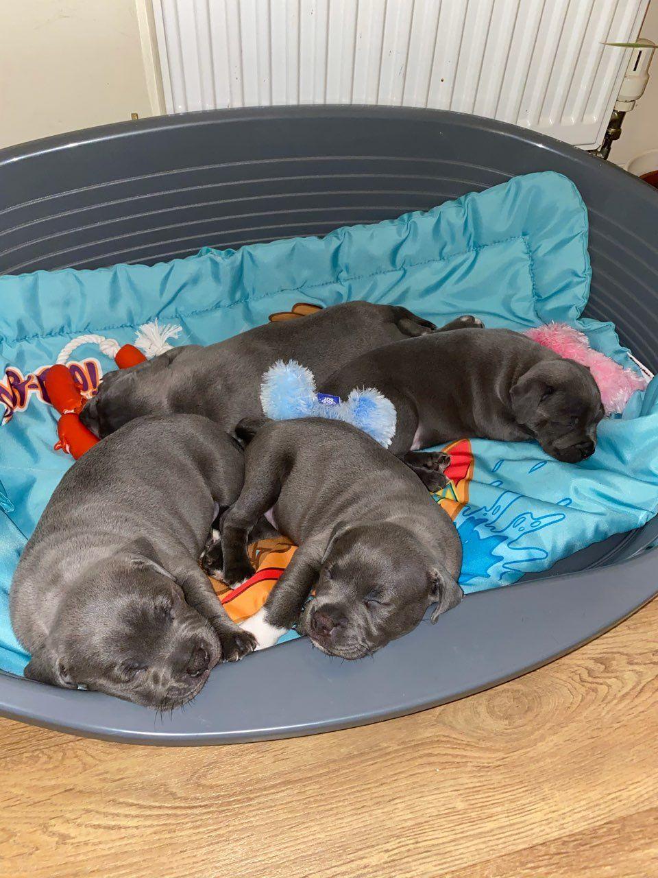 Staffordshire Bull Terrier puppies 3 Image