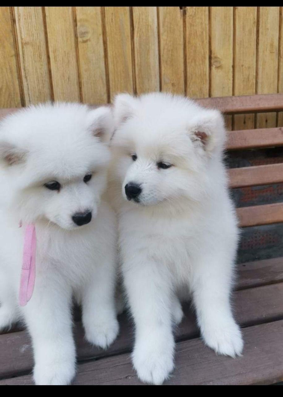 Amazing Samoyed Puppies 3 Image
