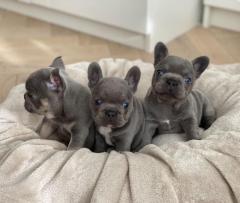 Stunning French Bulldog Puppies