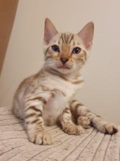 Amazing Bengal  Kittens