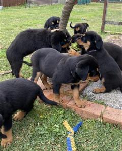 Playful Pure Bred Rottweiler Puppies For Sale