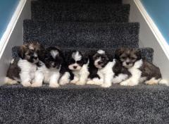 Gorgeous Pedigree Lhasa Apso Puppies For Sale