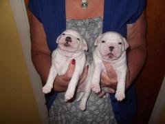 Top Quality White Staffordshire Bull Terrier Pup