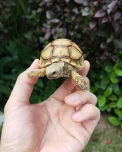 Beautiful Angonoka Tortoise