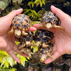 Burmese Star Tortoise
