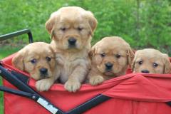 Registered Golden Retriever Puppies,