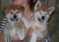 Healthy, Home Raised Akita Pups Available Now