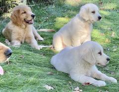 Kc Registered Golden Retriever Puppies
