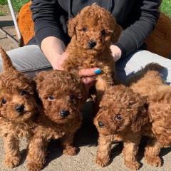 Gorgeous Red Toy Poodle Puppies For Sale