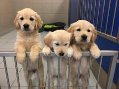 Adorable Golden Retrievers Puppies