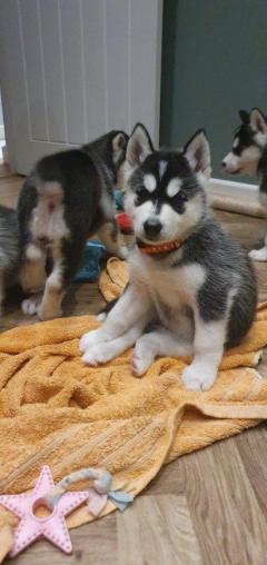 Stunning Siberian Husky Puppy For Sale