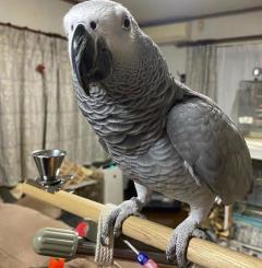 Hand Tam African Grey Parrots