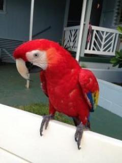 I Have Scarlet Macaw Parrots With Cage For Sale