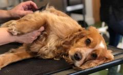 Dog Grooming Course For Beginners